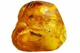 Detailed Fossil Conifer Twig (Pinales) In Baltic Amber #109446-3